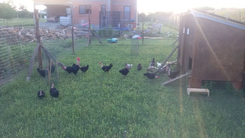 2017 - GAT GOLAS DE TRANSILVANIA