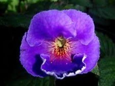 arletta blue - Arletta Blue- Gabi Gligor