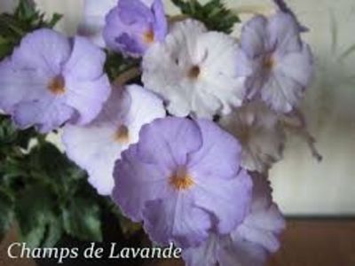  - Champs de Lavande- gabi gligor