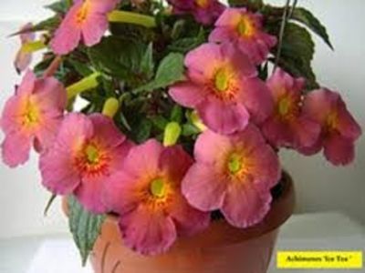  - Ice Tea-gabi gligor