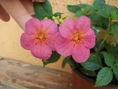 ice tea - Ice Tea-gabi gligor