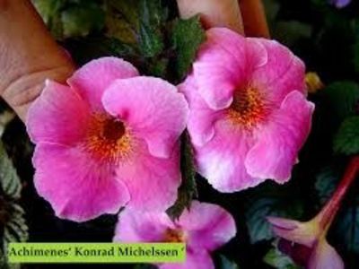  - Konrad Michelssen-gabi gligor