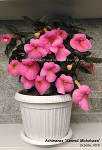  - Konrad Michelssen-gabi gligor