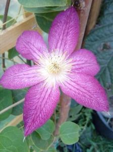 vanduta clematita roza in ghiveci cca 1.8m - w Produse livrate