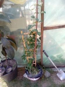 clematita roza cu floare mare in ghiveci 70lei - w Produse livrate