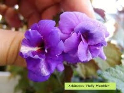  - Fluffy Wambler- erika76