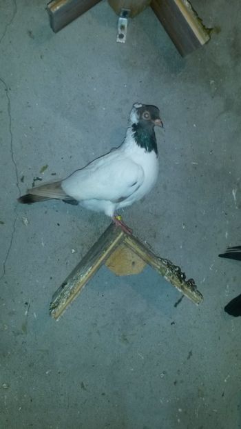 Pui decembrie 2017 - 34-Calugarite germane