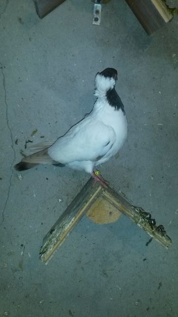  - 34-Calugarite germane