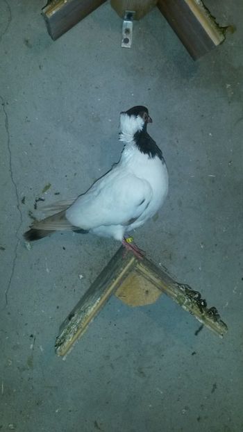  - 34-Calugarite germane