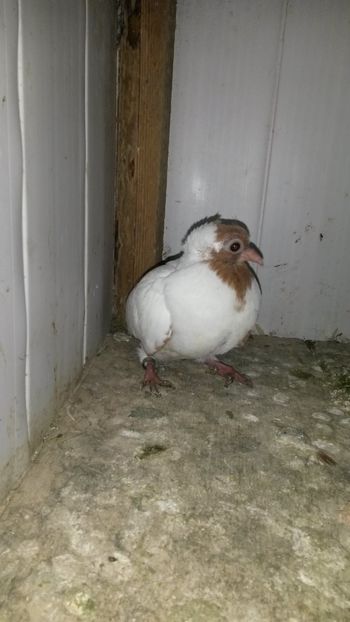  - 34-Calugarite germane