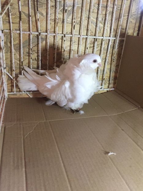 f2017 - Pescăruși chinezi matca 2018