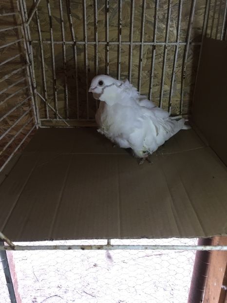 2DE9F9AB-12F1-4C75-A270-8396372ACB91 - Pescăruși chinezi matca 2018