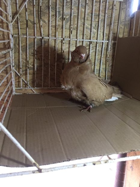 22E6E467-731D-4427-8A9B-D0CB195F162D - Pescăruși chinezi matca 2018