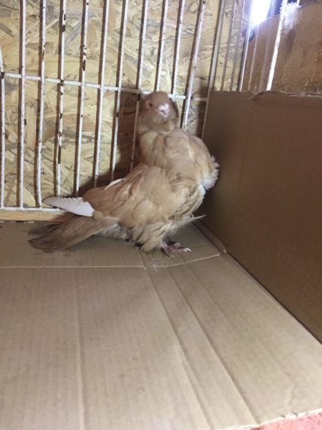 26804AF7-9BE5-4344-8085-E3C8A69B1895 - Pescăruși chinezi matca 2018