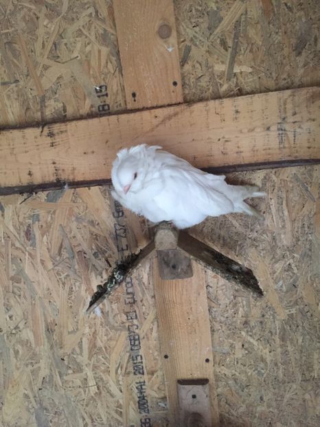 BF6EE8B6-5401-4F38-8ECE-E80AE5BC9DF8 - Pescăruși chinezi matca 2018