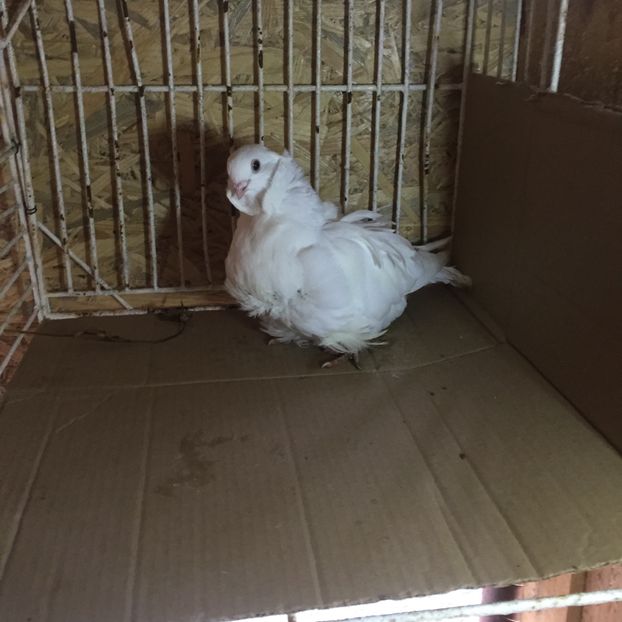 955F8889-7521-4DF1-B211-8503267FD961 - Pescăruși chinezi matca 2018