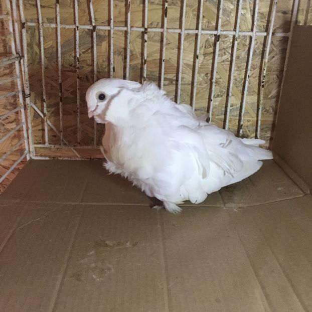 C9D25151-3F57-49CF-AD9B-6CBF124F1963 - Pescăruși chinezi matca 2018