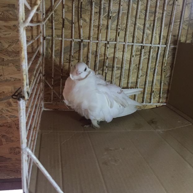 ED3CF37A-22B6-432D-8D67-FD59616FCB6B - Pescăruși chinezi matca 2018