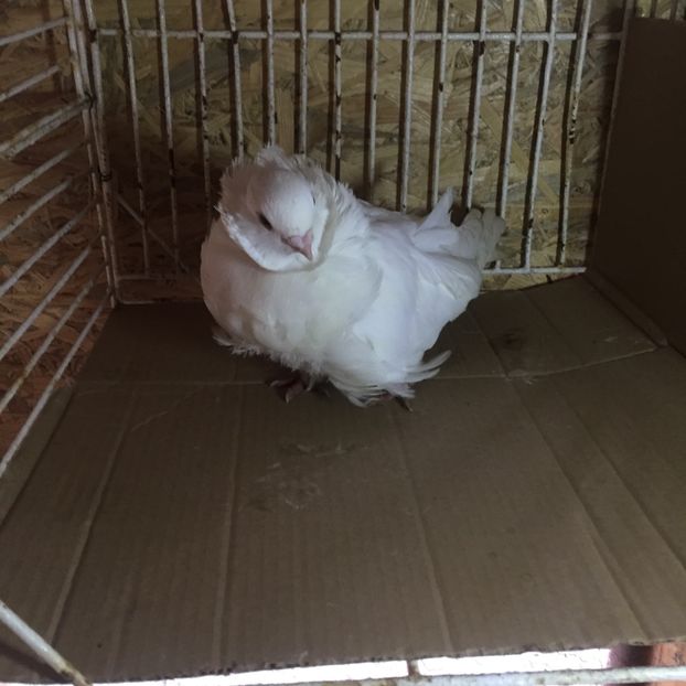 4DDEFF98-3BF0-42A6-9236-C5732C98564F - Pescăruși chinezi matca 2018