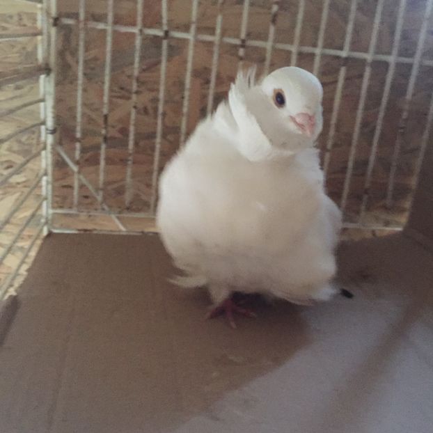 6E0F4D40-EF81-447E-9D1C-1BAF1F344641 - Pescăruși chinezi matca 2018