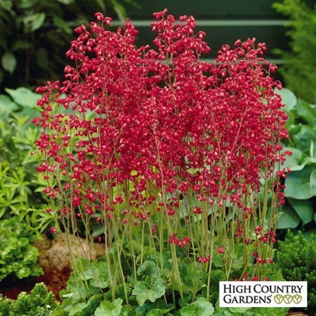 heuchera_sanguinea_firefly__ - !Caut - la schimb