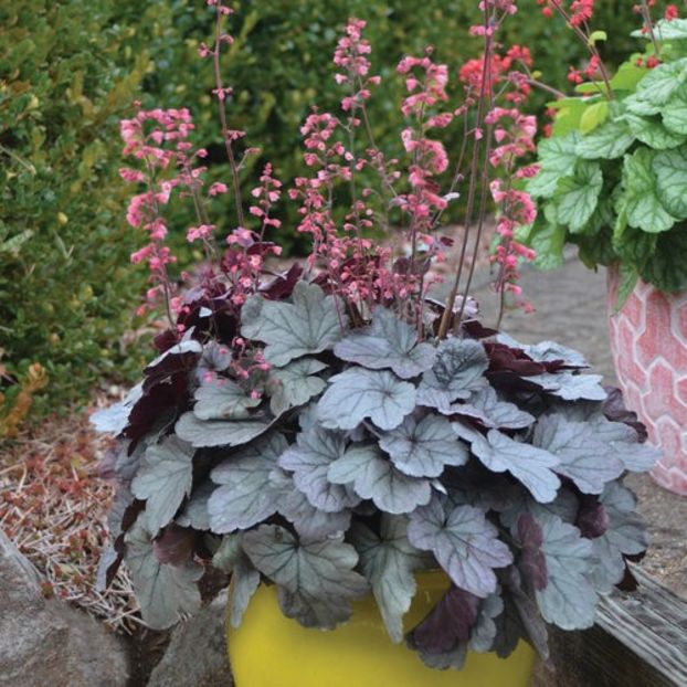 heuchera-silver-gumdrop - !Caut - la schimb