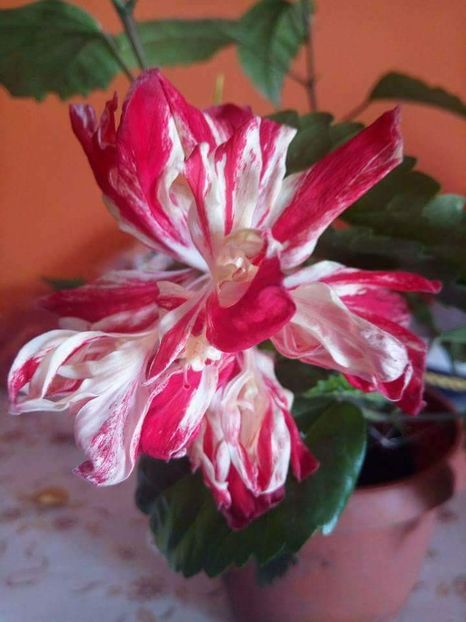 received_1985180118387597 - Hibi 2018