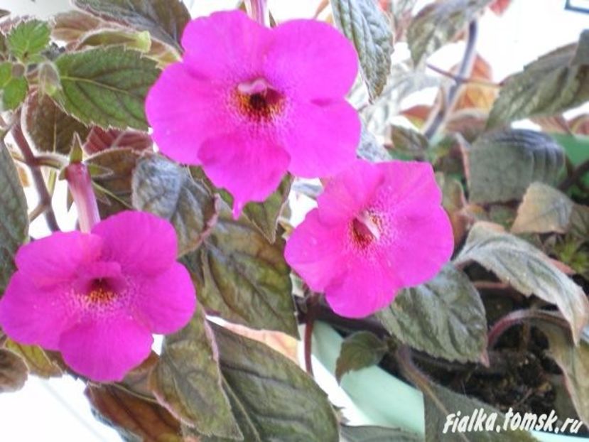 mozelle - Mozelle-deea01