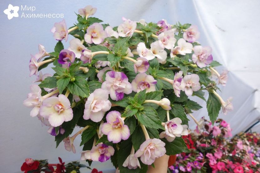 milk and honey - Milk and Honey-erika76