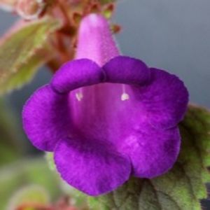 xachimenantha Ohio's punkin - X2 Achimenantha Ohios Punkin-deea01