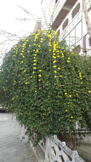  - Iarna prin alte țări