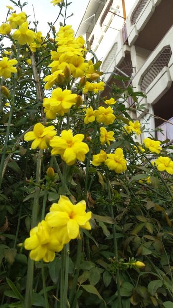  - Iarna prin alte țări