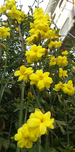 20180208_155025-1 - Iarna prin alte țări