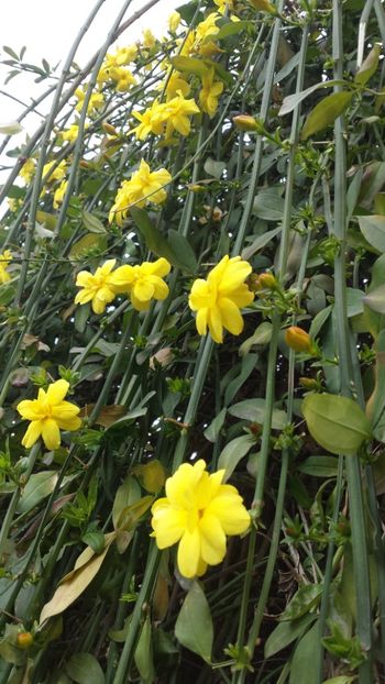  - Iarna prin alte țări