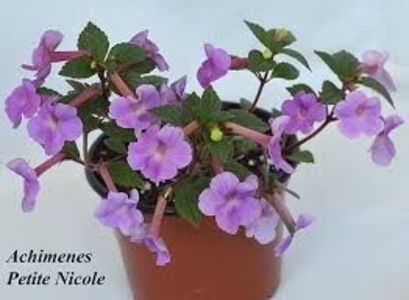  - Petite Nicole-deea01