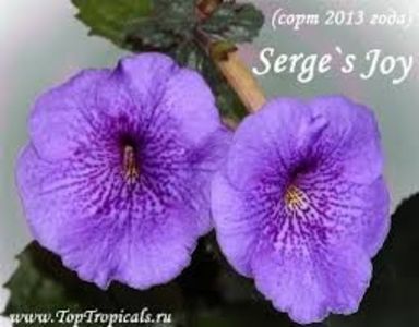  - Serge-s Joy-deea01