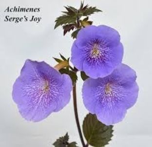  - Serge-s Joy-deea01