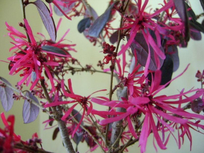 8 febr. 2018: Loropetalum chinensis - Flori in plina iarna
