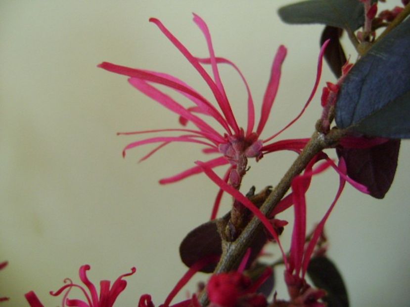 8 febr. 2018: Loropetalum chinensis - Flori in plina iarna
