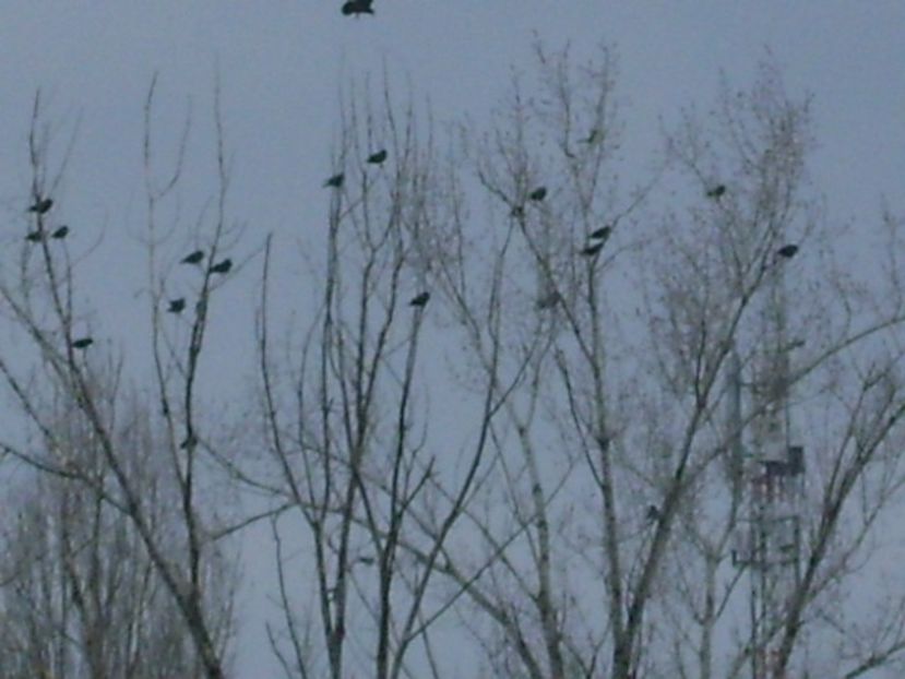 Plopul cu ciori - v Iarna 2016-2017-2018