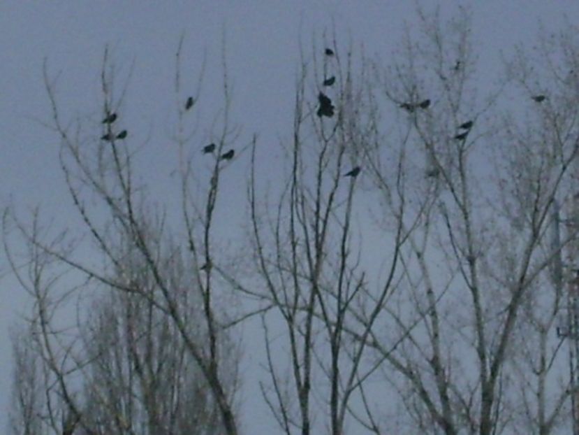 Plopul cu ciori - v Iarna 2016-2017-2018