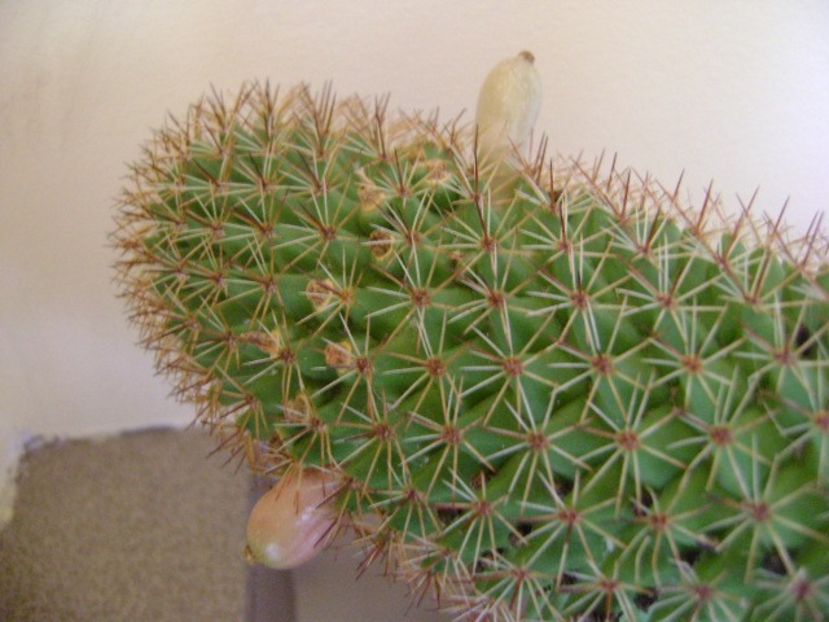 Mammillaria backebergiana - Cactusi 2018