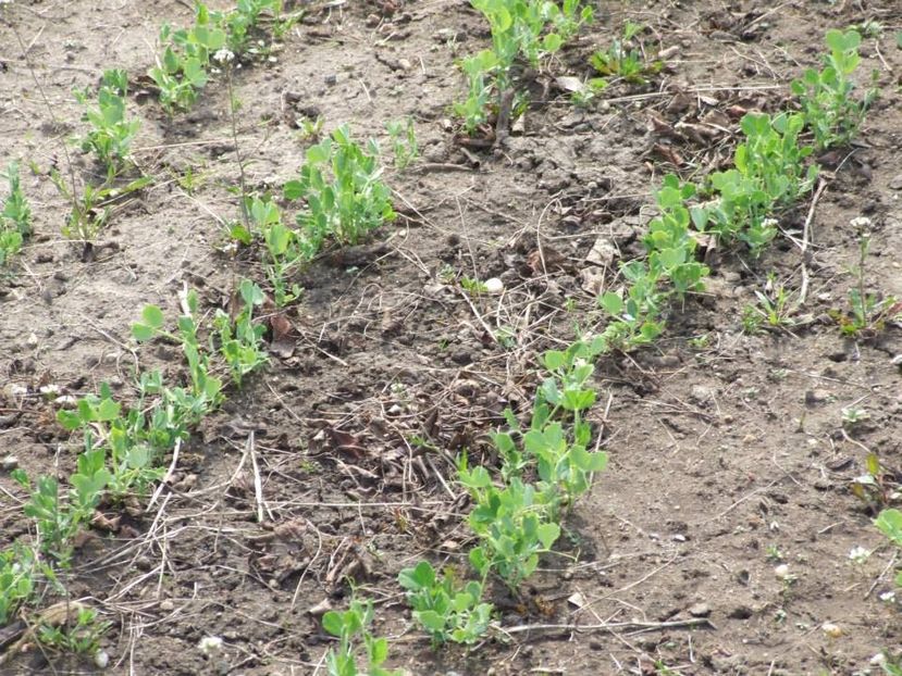 2014_gradinarit_10 - 2014_10_Gradinarit