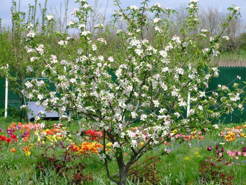 2014_gradinarit_20 - 2014_10_Gradinarit