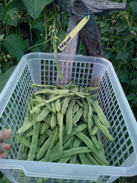 2014_gradinarit_24 - 2014_10_Gradinarit