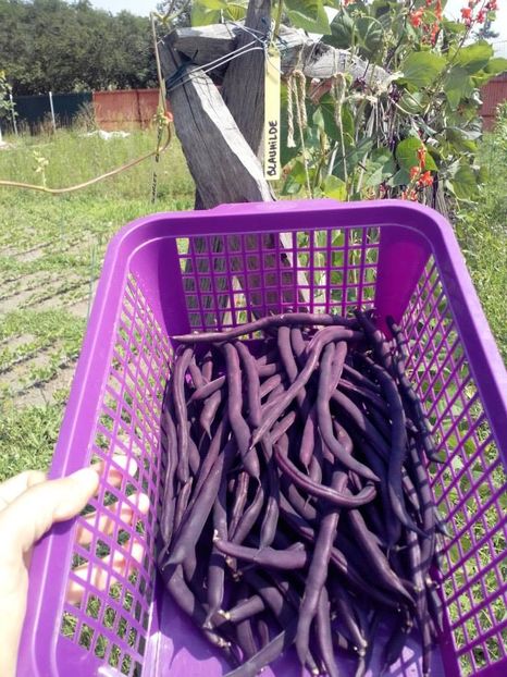 2014_gradinarit_25 - 2014_10_Gradinarit