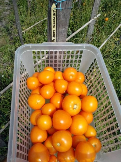 2014_gradinarit_26 - 2014_10_Gradinarit