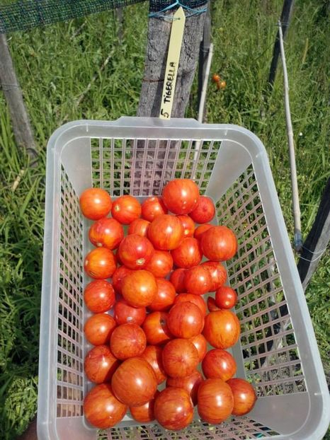 2014_gradinarit_27 - 2014_10_Gradinarit