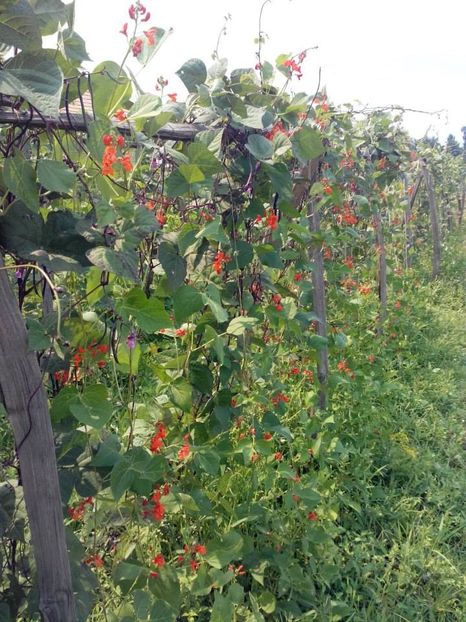 2014_gradinarit_28 - 2014_10_Gradinarit