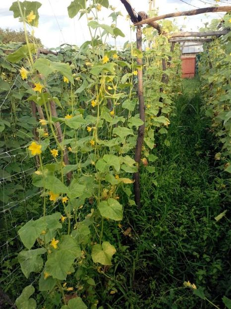 2014_gradinarit_31 - 2014_10_Gradinarit